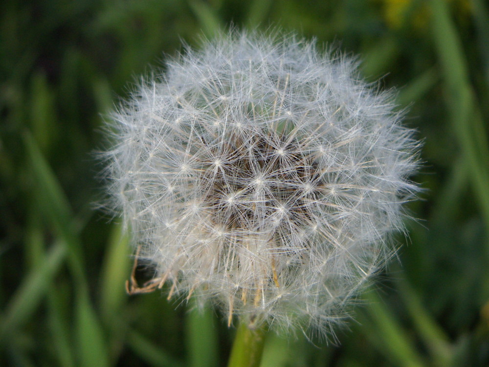 Pusteblume