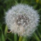 Pusteblume