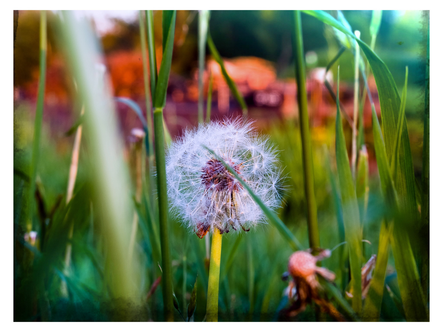 Pusteblume