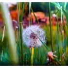 Pusteblume