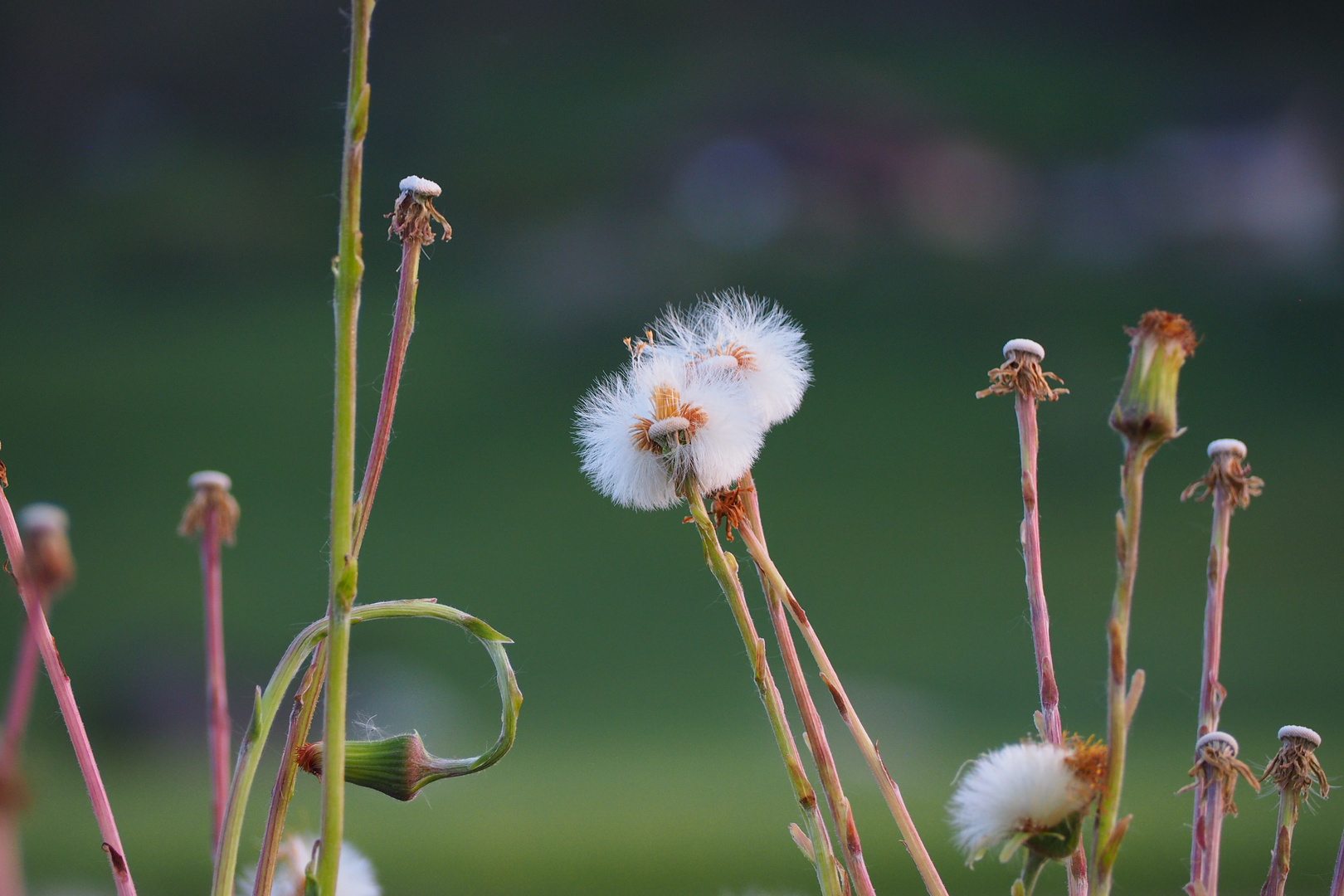 Pusteblume