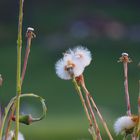 Pusteblume