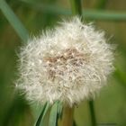 Pusteblume