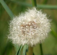 Pusteblume