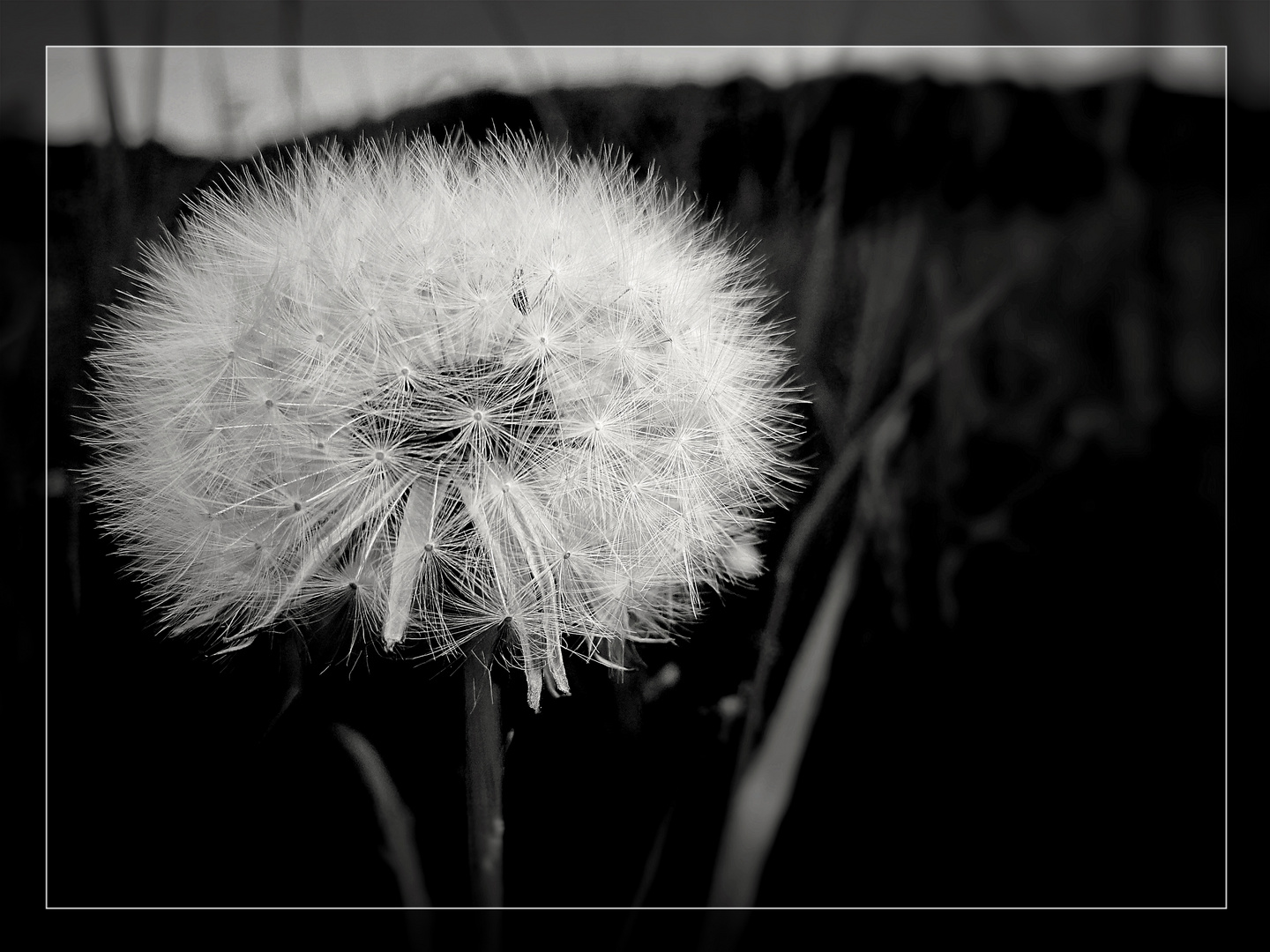 PUSTEBLUME