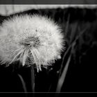 PUSTEBLUME