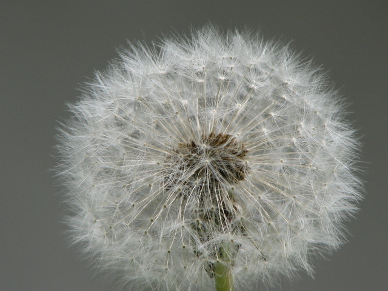 Pusteblume