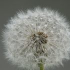 Pusteblume