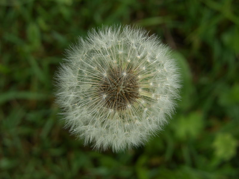 Pusteblume