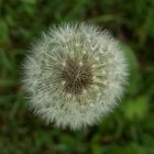 Pusteblume