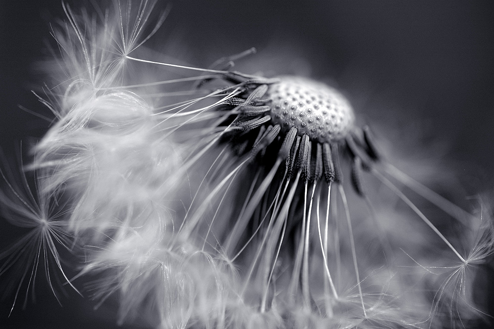 Pusteblume von Henrike-M. 