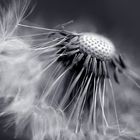 Pusteblume