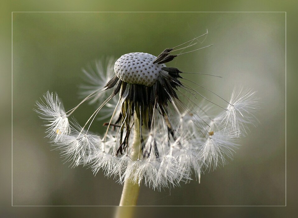 Pusteblume ...