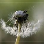 Pusteblume ...