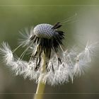 Pusteblume ...