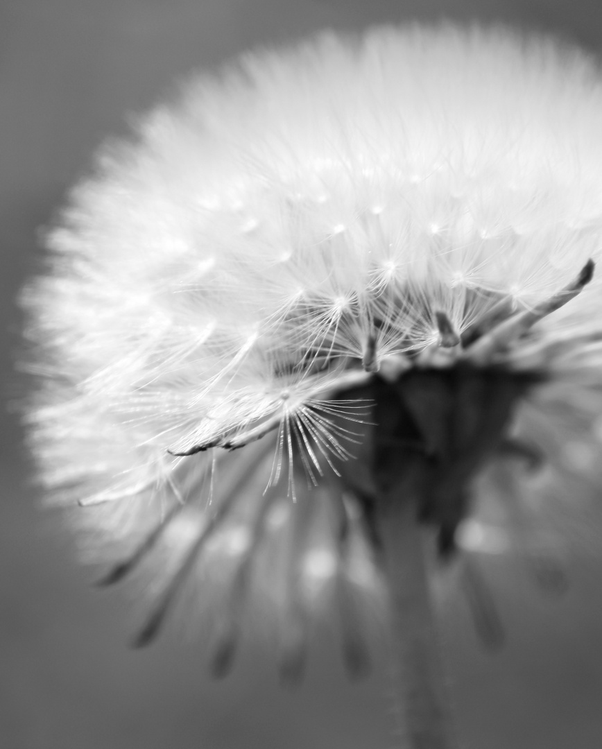 Pusteblume