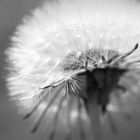 Pusteblume