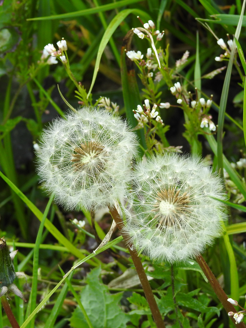 Pusteblume