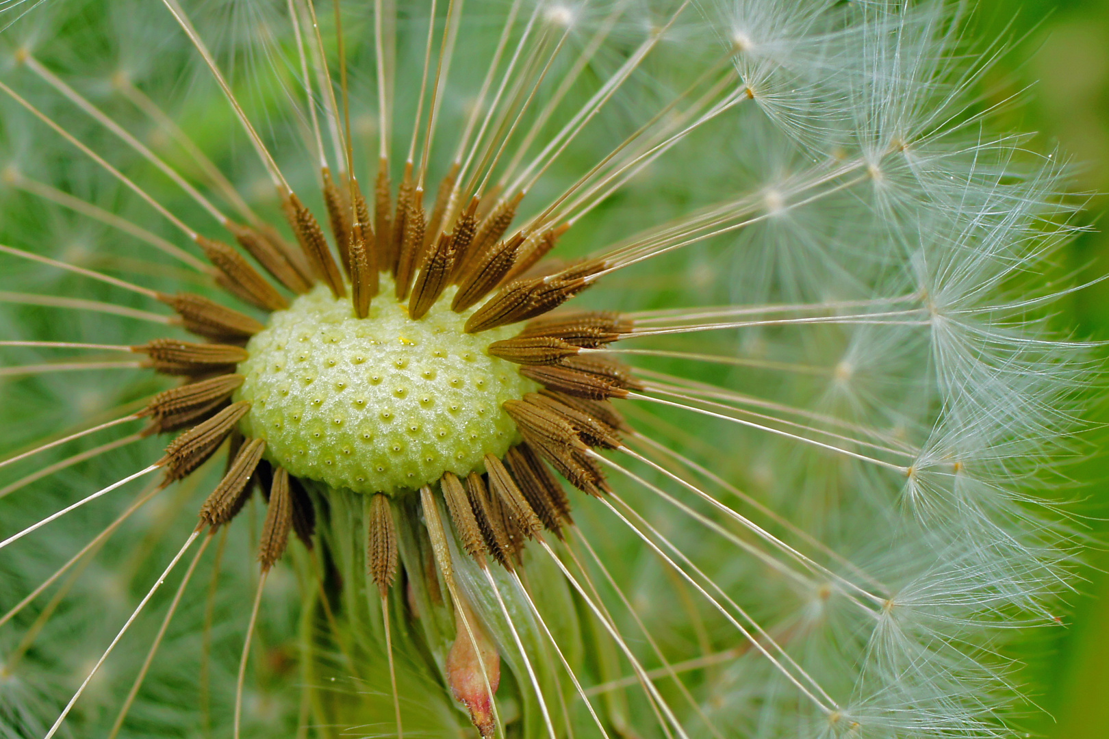 Pusteblume