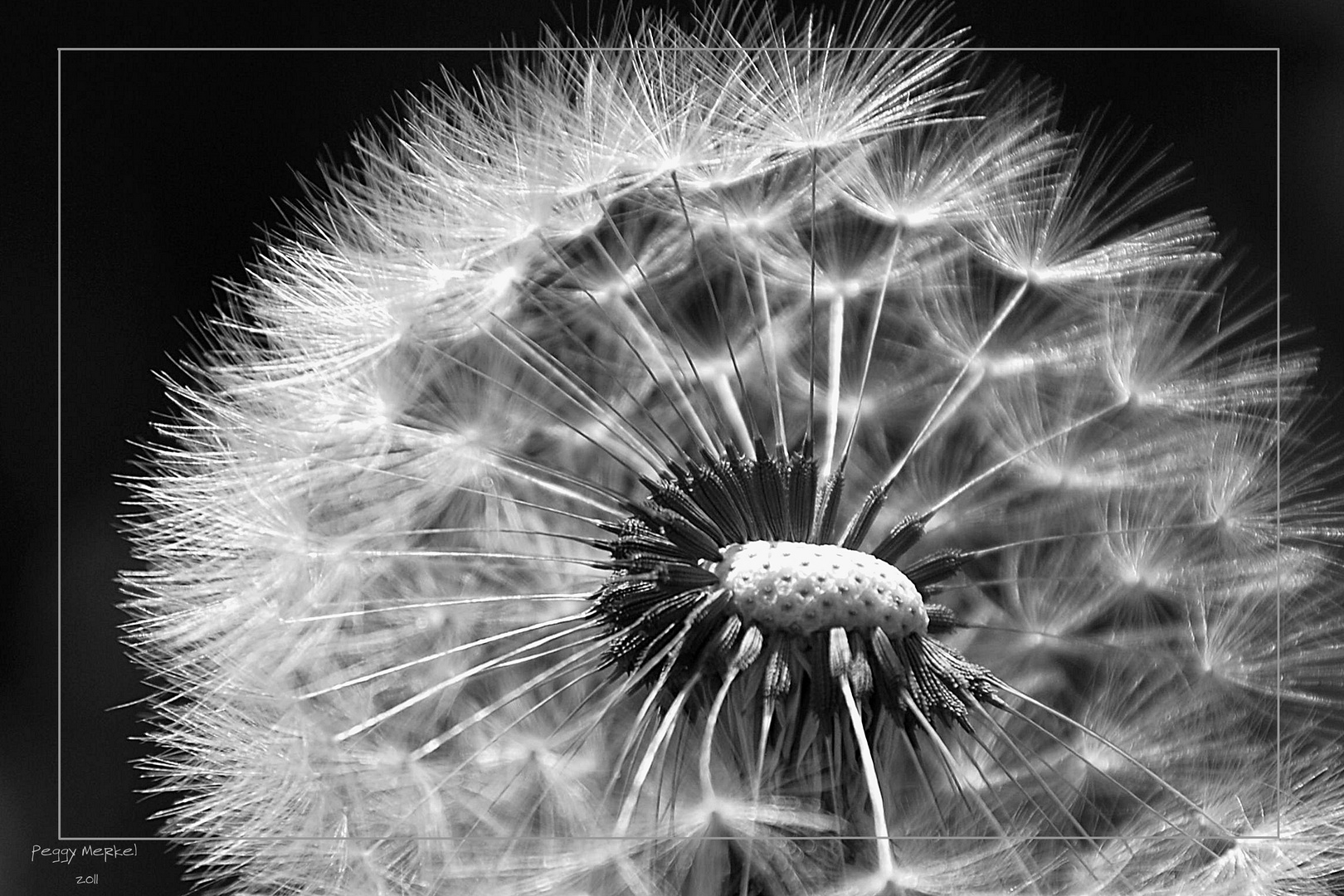 Pusteblume