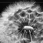 Pusteblume