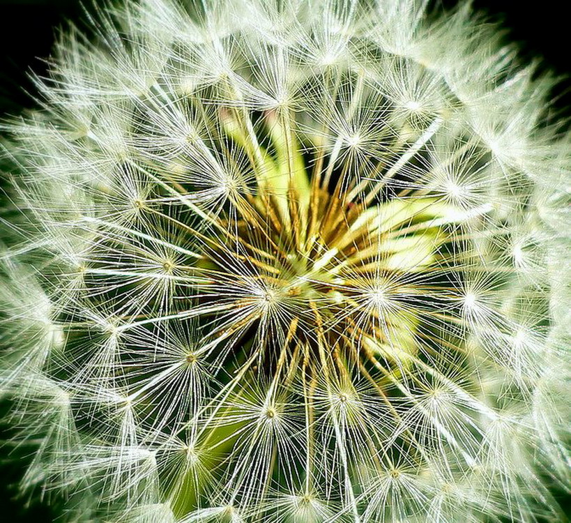 Pusteblume