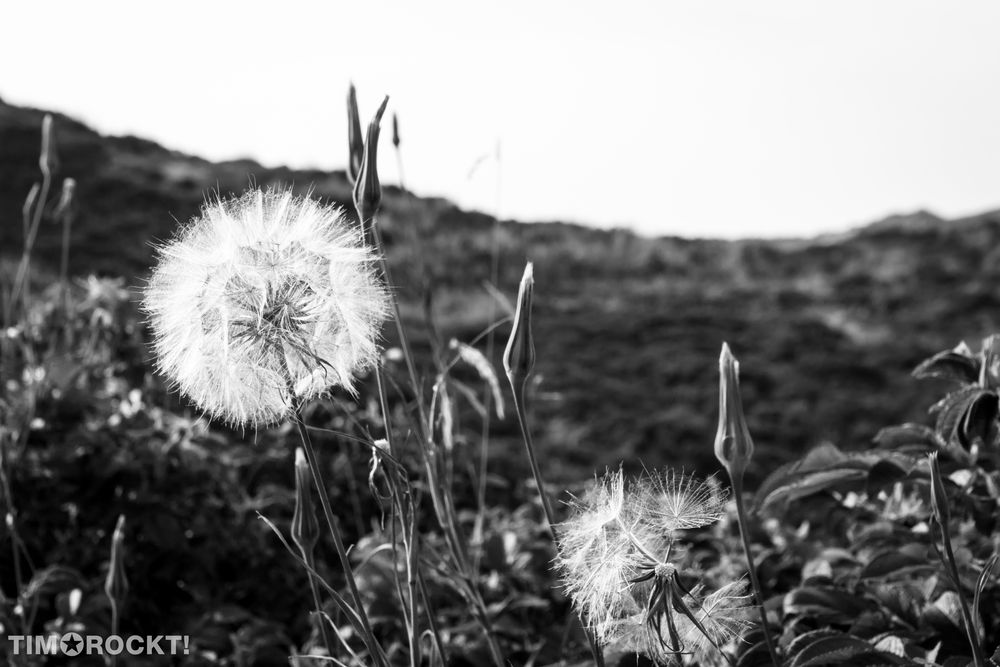 Pusteblume