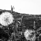 Pusteblume