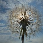 Pusteblume