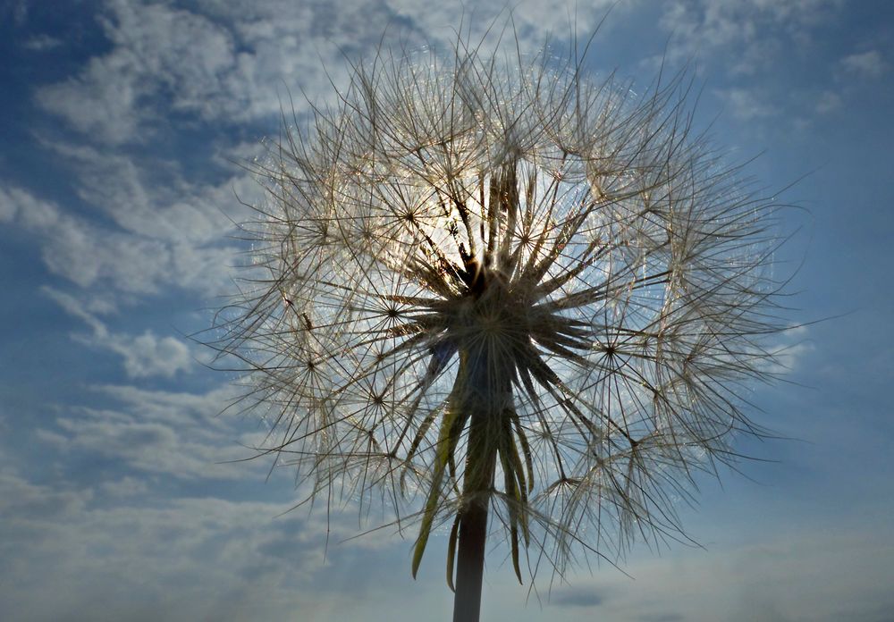 Pusteblume