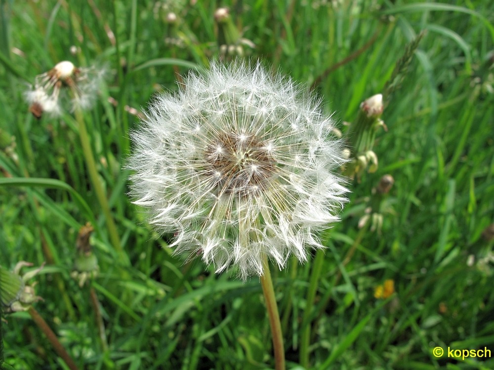 Pusteblume