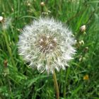 Pusteblume