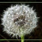 Pusteblume