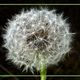 Pusteblume