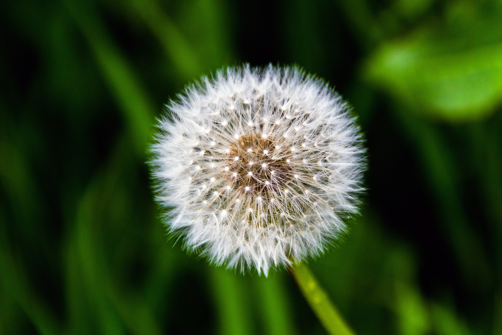 Pusteblume