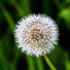 Pusteblume