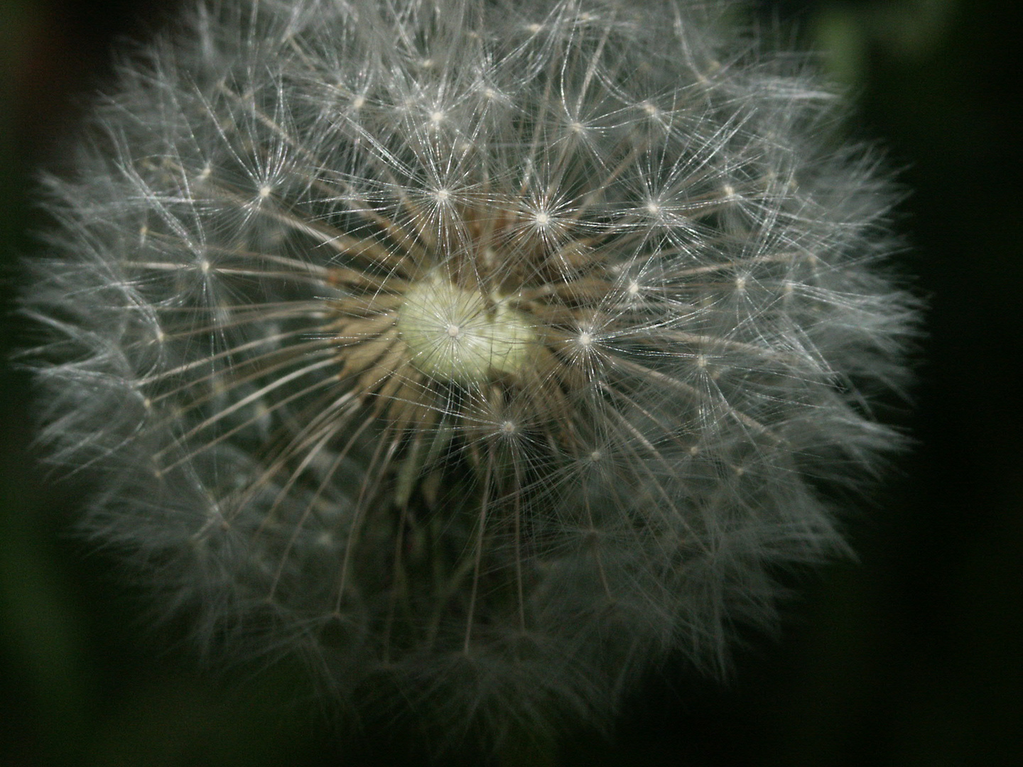 Pusteblume