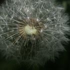 Pusteblume