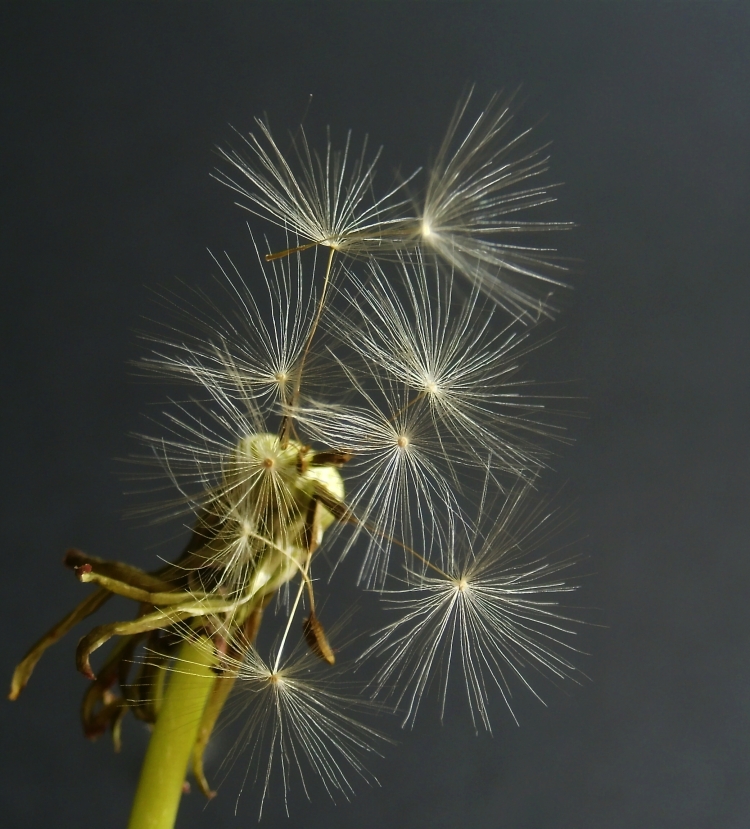 Pusteblume