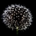 Pusteblume