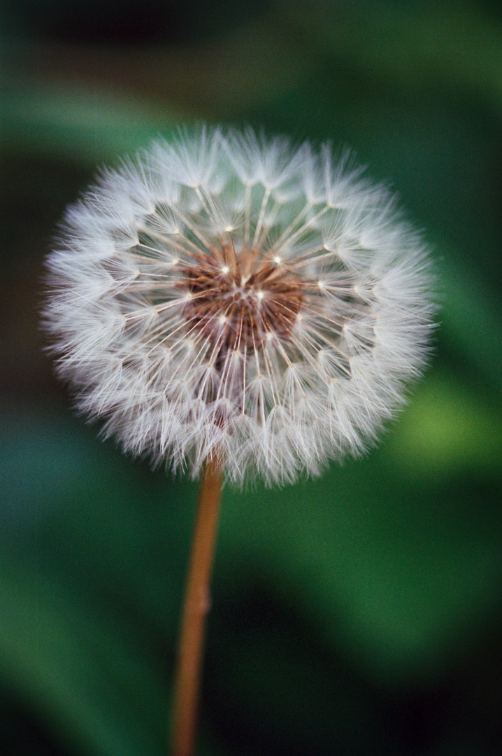 Pusteblume