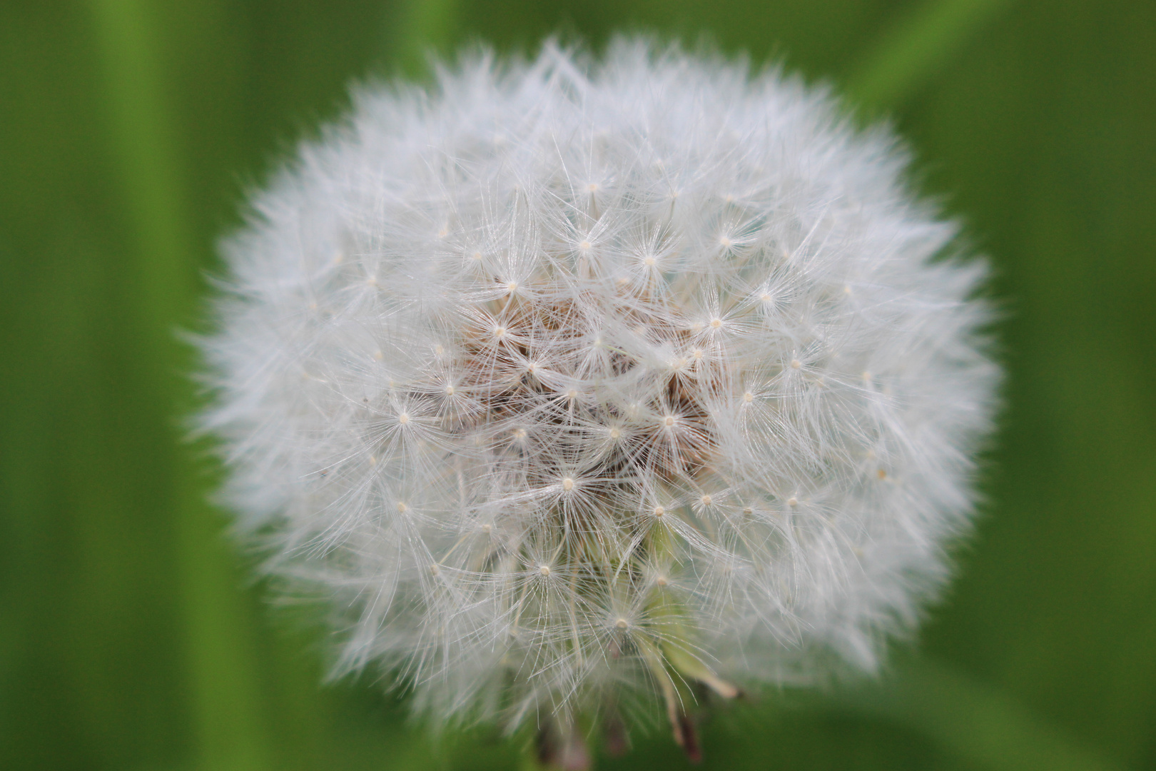 Pusteblume