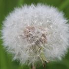 Pusteblume