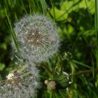 Pusteblume