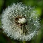 Pusteblume