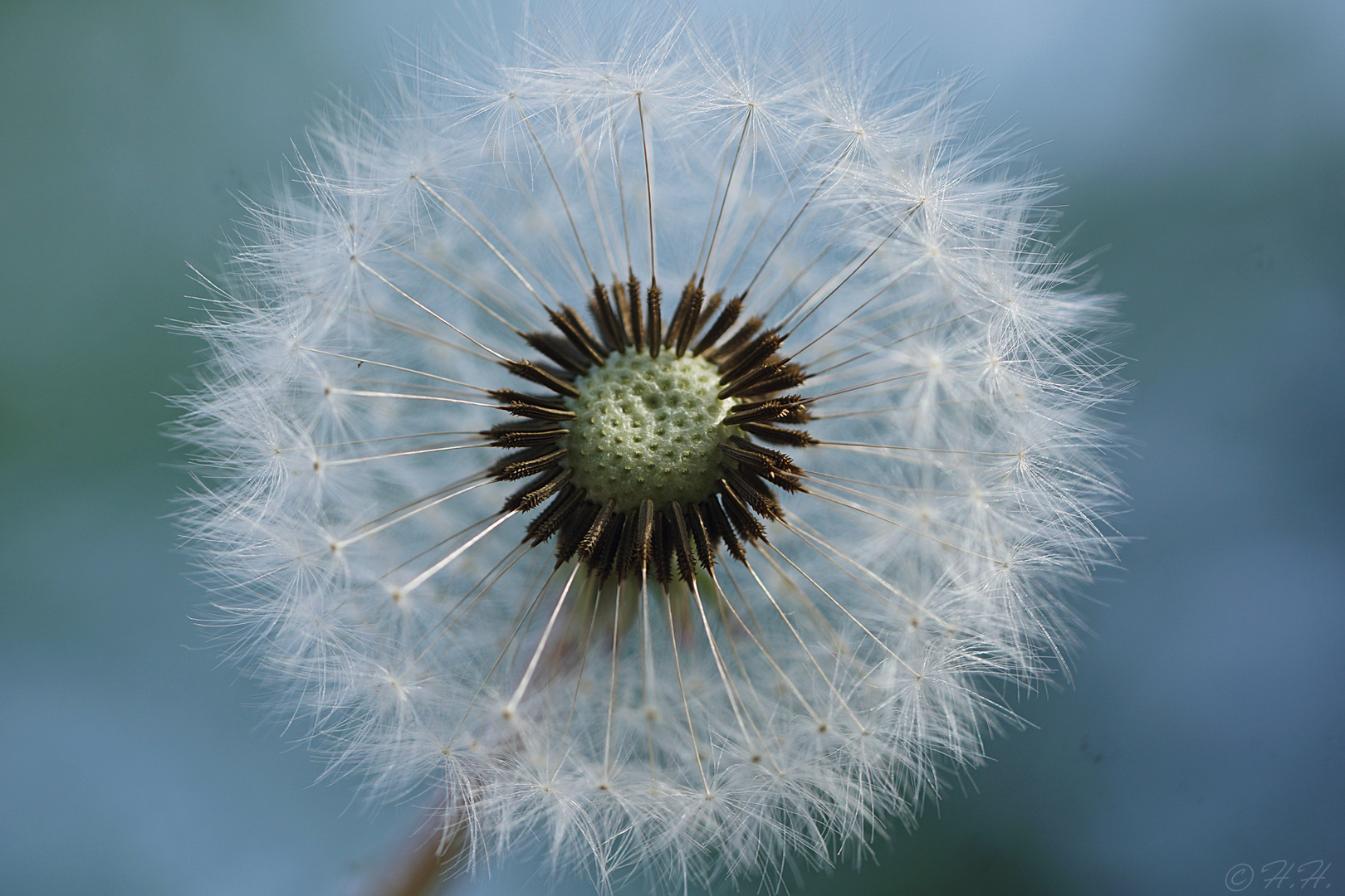 Pusteblume