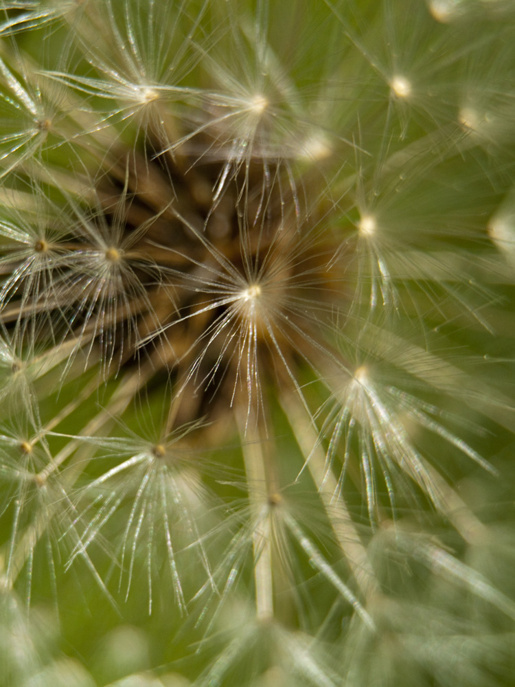 Pusteblume