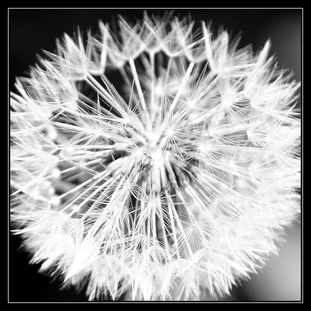 Pusteblume