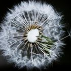 Pusteblume :)