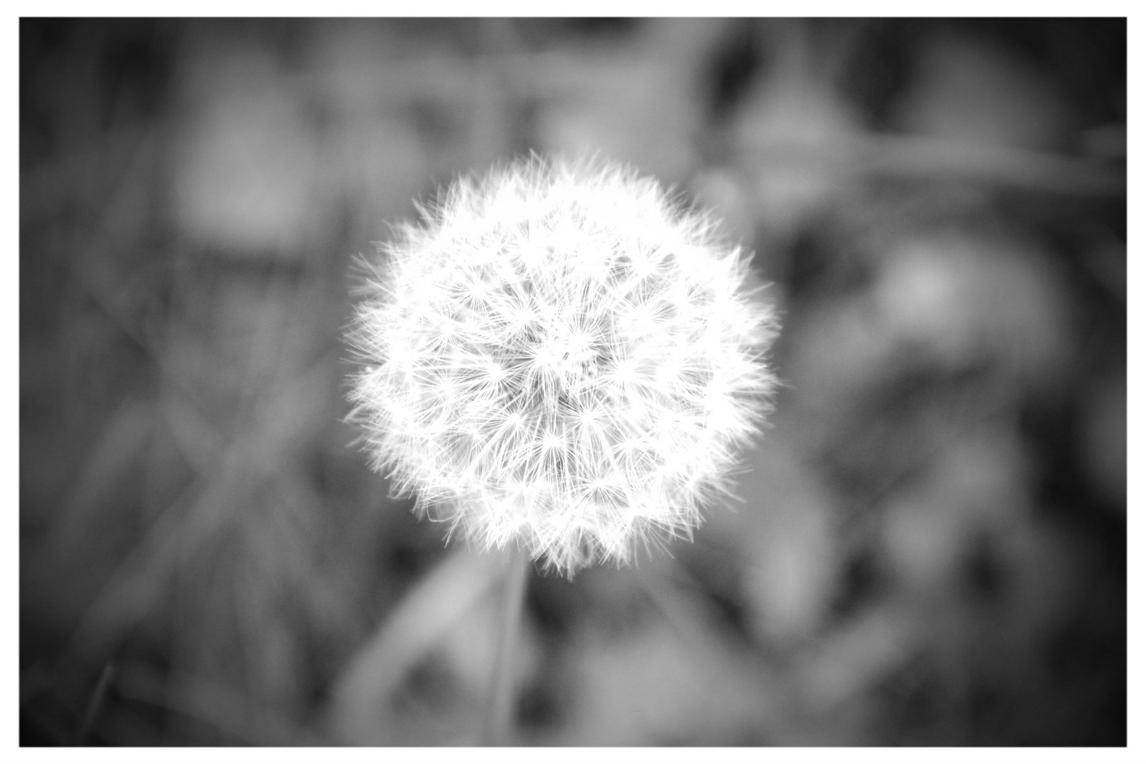 Pusteblume